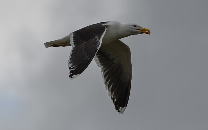 Goeland Marin - Shetlands and Cairngorn national park (Scotland)