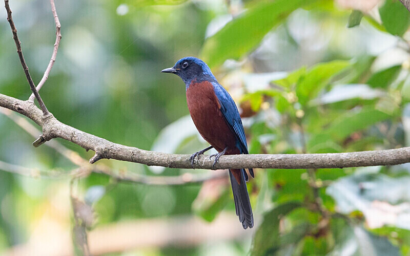 Chesnut-bellied RockThrush - Latpanchar