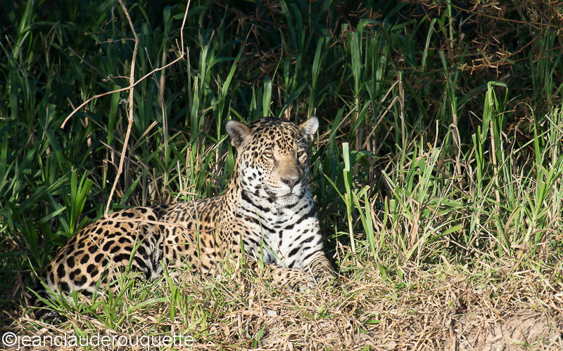 Jaguar - Pantanal Brazil 2015