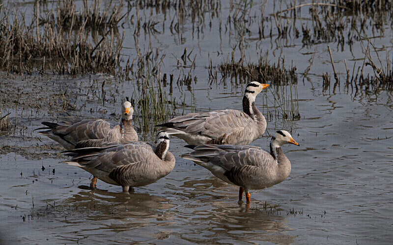 Bar-headed Goose - Kaziranga National Park Noth East India 2025