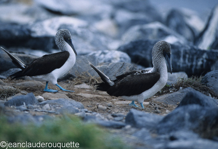 The dancing of the blue-footed Boobies - The Galapagos islands, Ecuador 2008