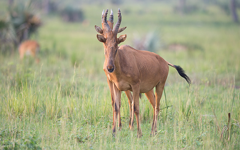 Murchison - Uganda 2016