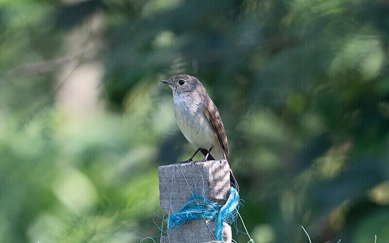 Tiger Flycatcher - Sundarban National Park North East India February 2025