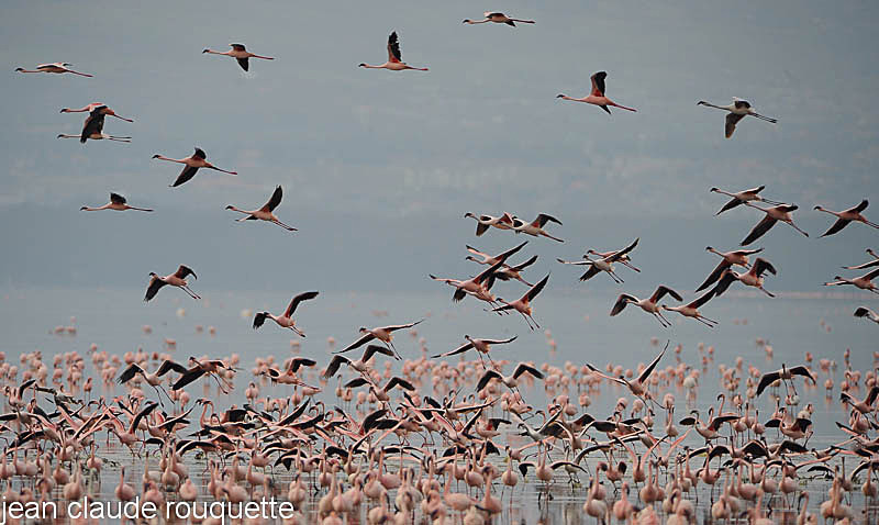  - Lake nakuru national park ( Kenya 2009)