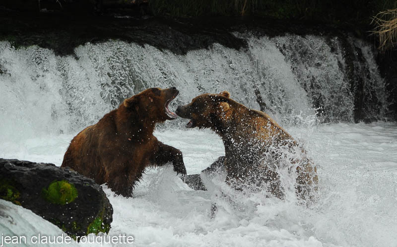 Big males are fighting. - Katmaï National Park ( Alaska 2010)