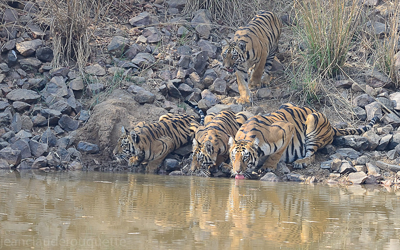  - Tadoba national park (India 2016)