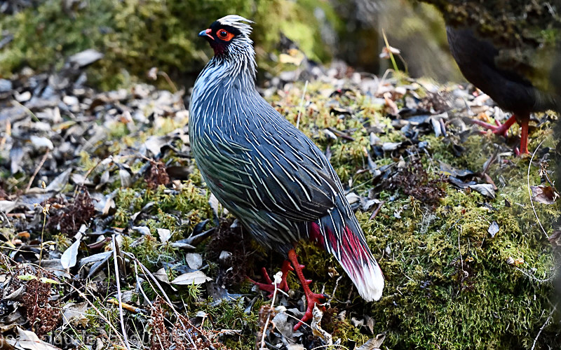 Blood pheasant - Kanchenjunga trek (2018)