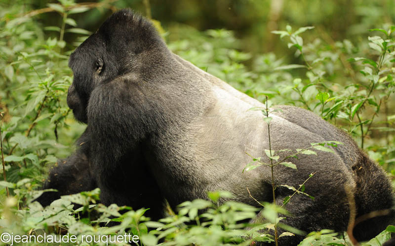 The silver backed looking for more food - Bwindi impenetrable forest Uganda 2012
