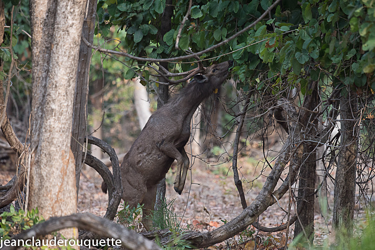 Sambar - Pench national park (India 2016)