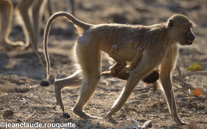 Yellow baboon - South Luangwa 2014 (Zambia)