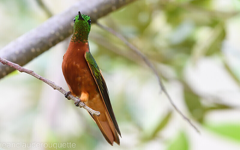 Chesnut Breasted Coronet - Huembo lodge  2022 Colibris du Pérou