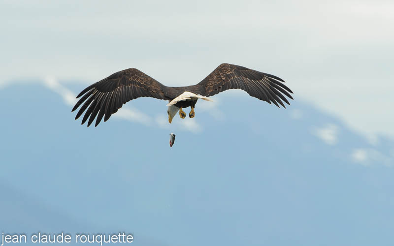 Fish eagle is loosing his fish. - Glacier bay national park (Alaska 2010)