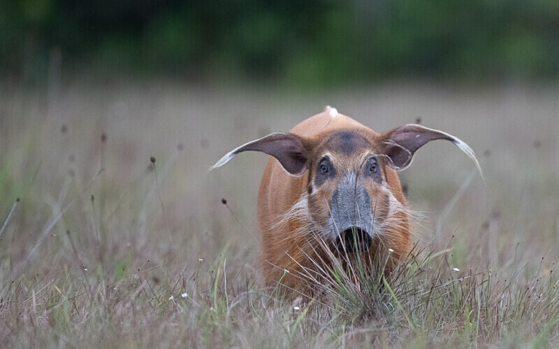 Red river hog - Loango national park (Gabon 2024)