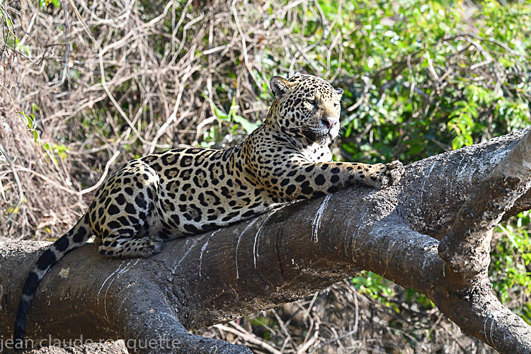  - Pantanal 2018 Porto Jofré