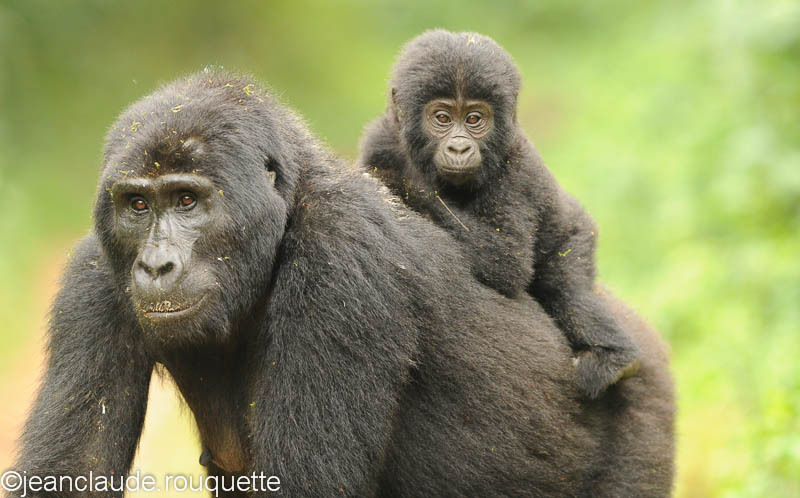  - Bwindi impenetrable forest Uganda 2012