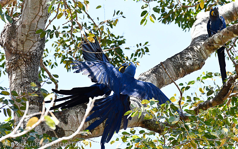 Hyacinth Macaw - Pantanal 2018 Porto Jofré