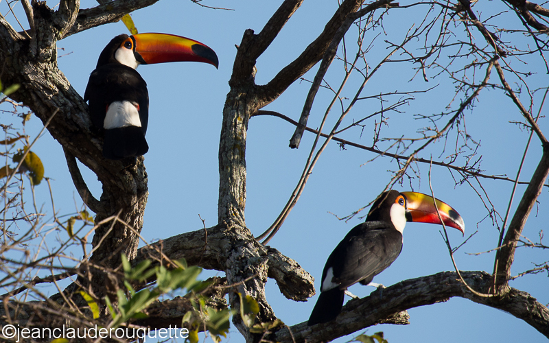 Toco toucans - Pantanal Brazil 2015