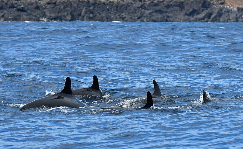 A group of false killer whales - Açores 2020