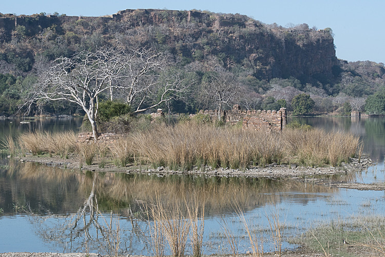  - Ranthambhore 2017