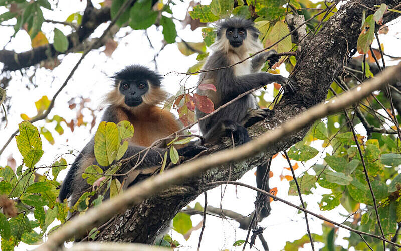 Capped Langurs - Manas National Park North East India 2025