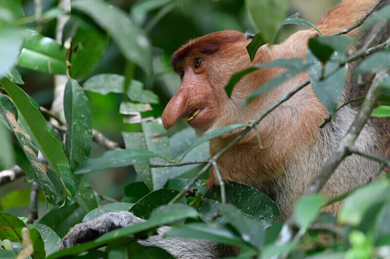 Probiscus monkey male - Sarawak (avril 2024) Borneo Malaisie