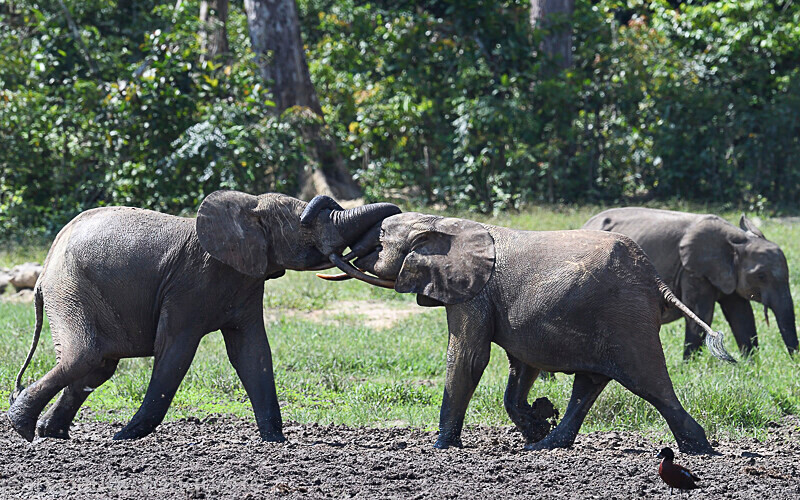  - Dzanga Sangha National Park (République Centrafricaine) 2019