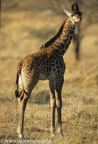 A calf giraffe - Ruaha N.P. Tanzania 2007