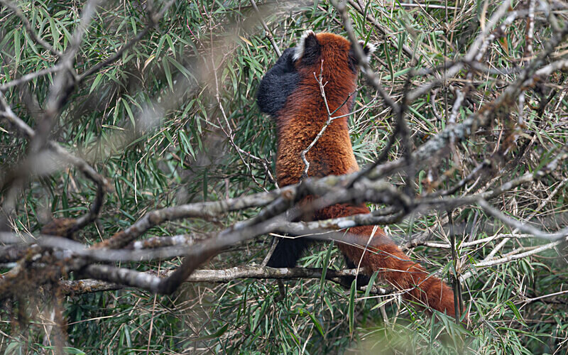 Red Panda - Singalila National Park February 2025 North East India