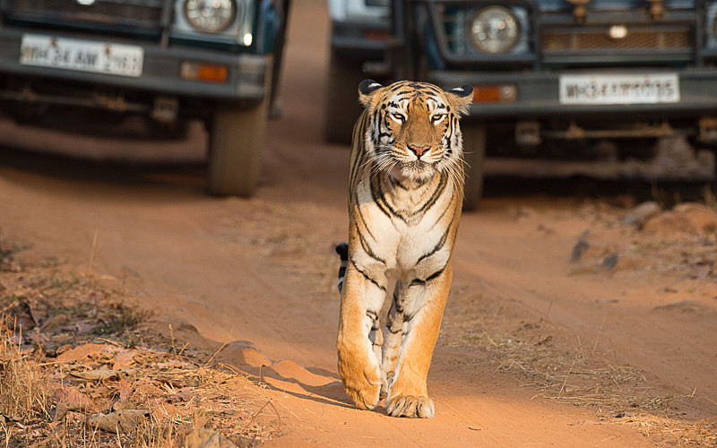 Maya with a lot of cars - Tadoba national park 2017