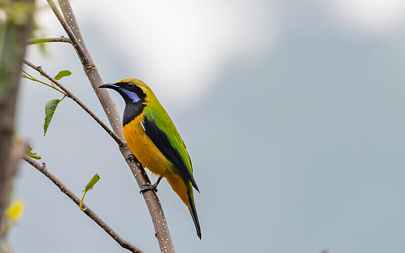 Orange bellied Leafbird Male - Latpanchar