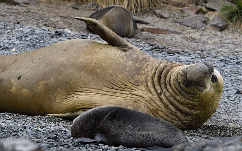 Elephant Seal male - Ushuaïa Malvinas South Georgia Antartica Peninsula