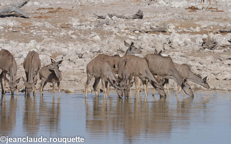 Females kudus - Etosha N.P.(Namibia 2013)