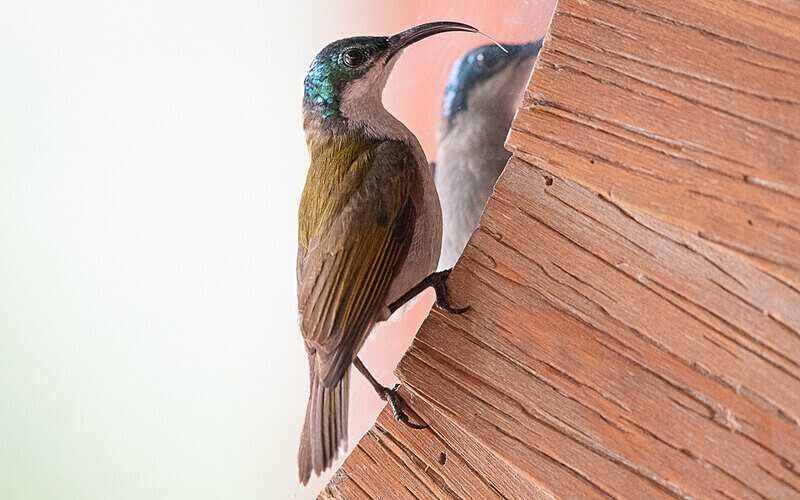 Green-headed sunbird female - Loango national park (Gabon 2024)