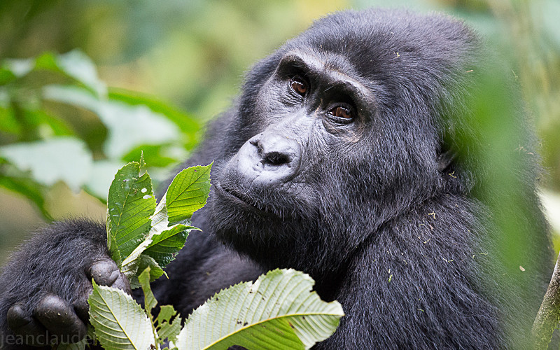 Nkuringo ( Bwindi) - Uganda 2016
