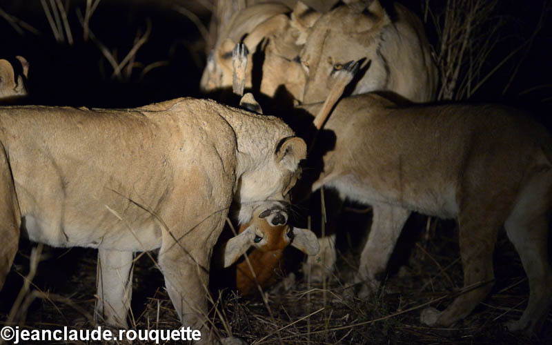  - South Luangwa 2014 (Zambia)