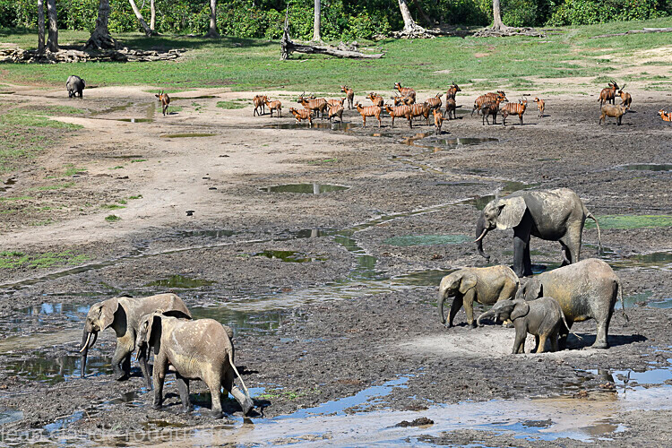  - Dzanga Sangha National Park (République Centrafricaine) 2019