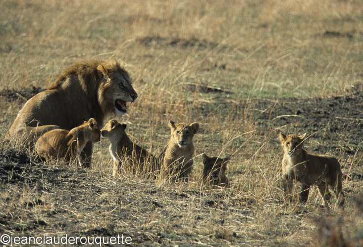 The lion takes care of the cubs - Serengeti N.P. and N'gorongoro Tanzania 1998, 2005 and 2006