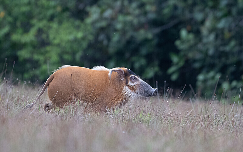 Red river hog - Loango national park (Gabon 2024)