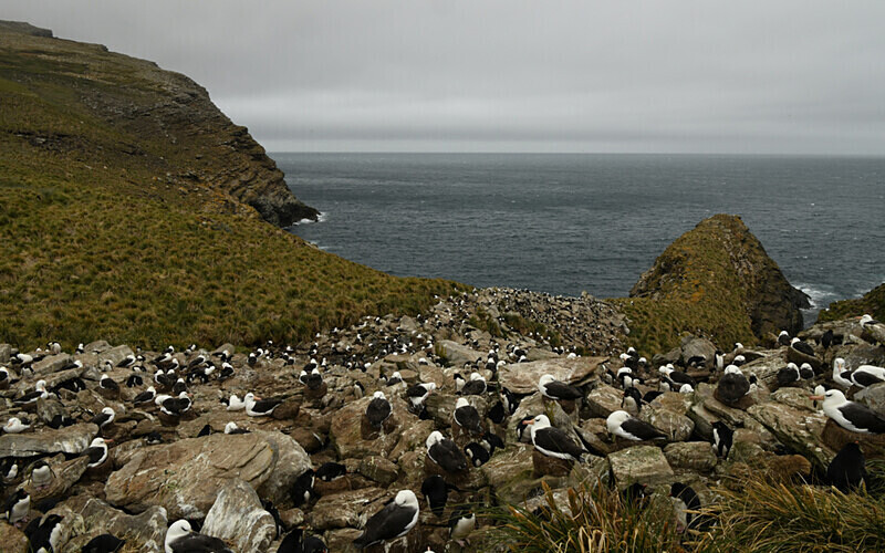 Albatros de ceja negra - Ushuaïa Malvinas South Georgia Antartica Peninsula