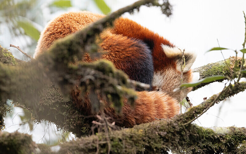 Red Panda - Singalila National Park February 2025 North East India