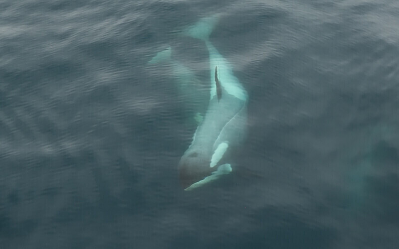  - Ushuaïa Malvinas South Georgia Antartica Peninsula