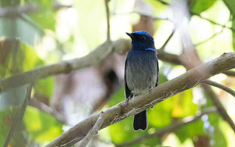 Pale Chinned Flycatcher - Manas National Park North East India 2025