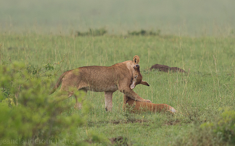 Murchison - Uganda 2016