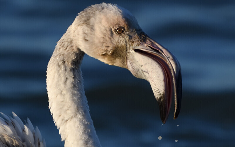 Jeune flamant - Méditerranée/ Mediterranean