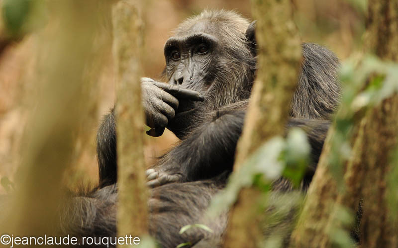 Maybe Spinoza - Kibale N.P. Uganda 2012