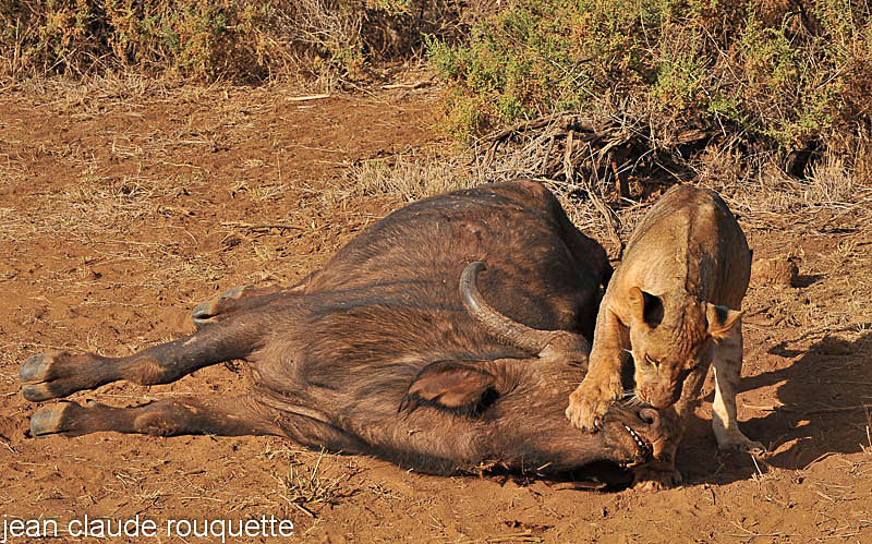 Lionness with a dead untouched buffalo - Samburu national park (Kenya 2009)