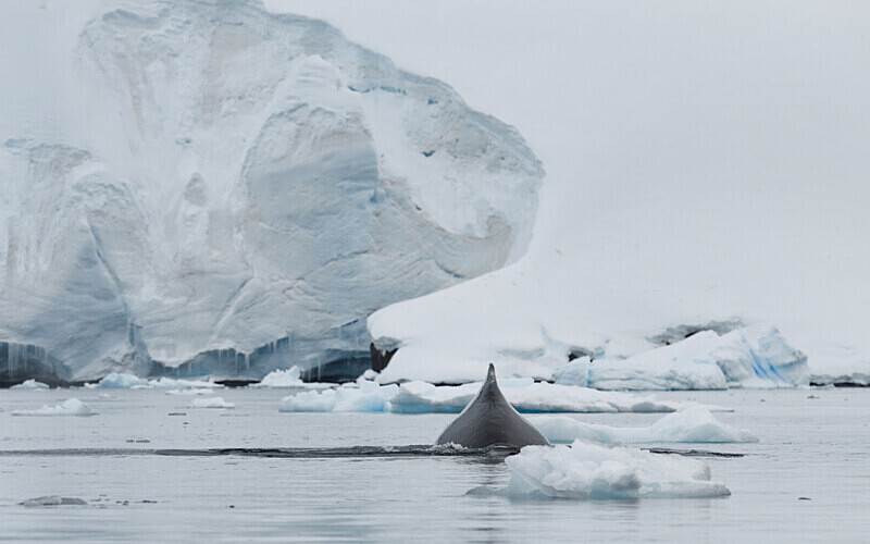  - Ushuaïa Malvinas South Georgia Antartica Peninsula