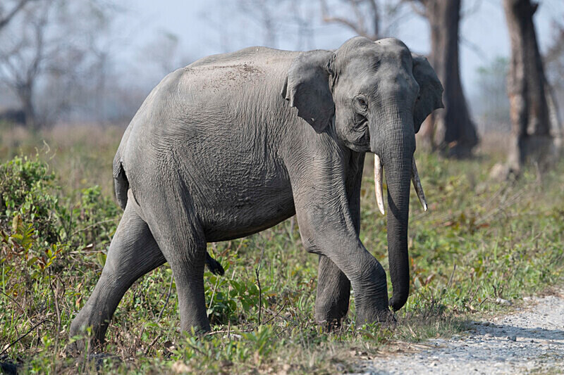  - Manas National Park North East India 2025