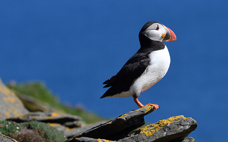 Noss - Shetlands and Cairngorn national park (Scotland)