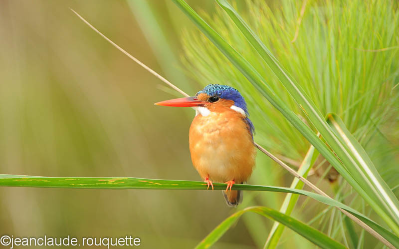 Malachite Kingfisher. - Mabamba swamp and M'Buro N.P. (Uganda 2012)